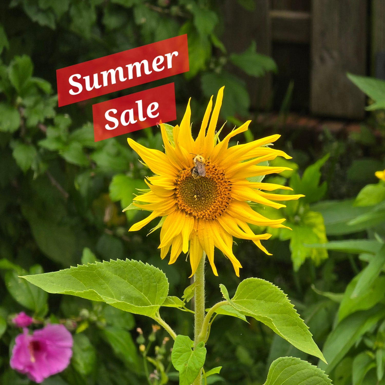 Summer Sale
